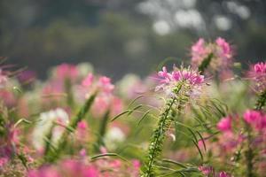 hermoso campo de flores en la mañana foto