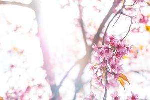 Close up sakura flower photo