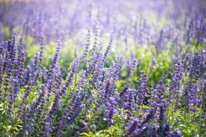 Purple flower field in the morning photo