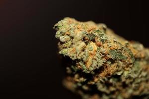 primer plano macro de cogollos de marihuana medicinal cannabis listo para fumar conceptos de hierbas y medicina alternativa fondo de gran tamaño de alta calidad impresiones botánicas foto