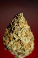 primer plano macro de cogollos de marihuana medicinal cannabis listo para fumar conceptos de hierbas y medicina alternativa fondo de gran tamaño de alta calidad impresiones botánicas foto