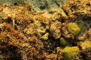 Stones and seaweed on the beach, sawarna beach, banten, indonesia photo