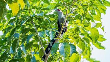 malkoha de pico verde posado en un árbol foto