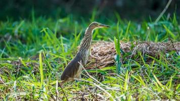 Chinese pond heron stand on the field photo