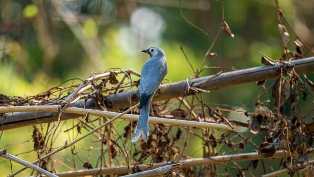 drongo ceniciento posado en un árbol foto