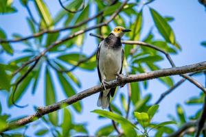 Asian Pied Starling perched on tree photo