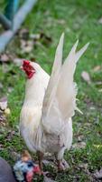 bantam walking in the garden photo