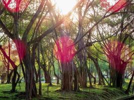 hermosa puesta de sol en el jardín foto