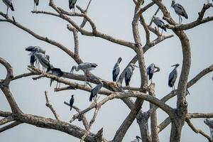 family of Asian Openbill perched on dry tree photo