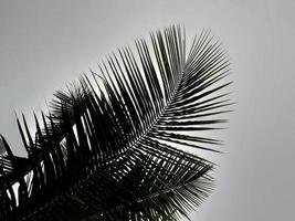 Foggy scenery rises coconut tree, and gray sky, with nature morning background concept. photo