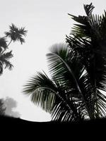 Foggy scenery rises from tall betel trees, coconut tree, and gray sky, with nature morning background concept. photo