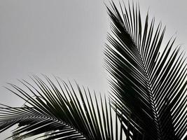 el paisaje brumoso se eleva cocotero y cielo gris, con el concepto de fondo de la mañana de la naturaleza. foto