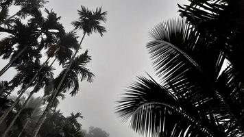 Foggy scenery rises from tall betel trees, coconut tree, and gray sky, with nature morning background concept. photo