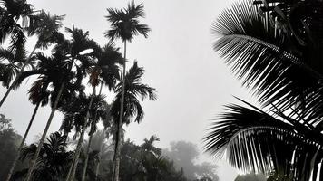 Foggy scenery rises from tall betel trees, coconut tree, and gray sky, with nature morning background concept. photo