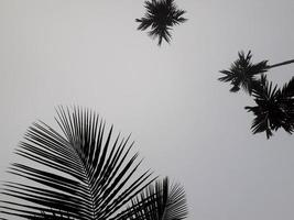 Foggy scenery rises from tall betel trees, coconut tree, and gray sky, with nature morning background concept. photo