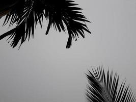 Foggy scenery rises from tall betel, coconut tree, and gray sky, with nature morning background concept. photo