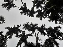 el paisaje brumoso se eleva desde los árboles de coco y betel, vista superior del cielo gris. concepto aislado de fondo natural. foto