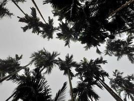 Foggy scenery rises from coconut, and betel trees, top view gray sky. Natural background isolated concept. photo