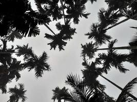 Foggy scenery rises from coconut, and betel trees, top view gray sky. Natural background isolated concept. photo