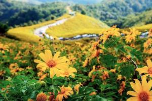 Bua tong flower on mountain. photo