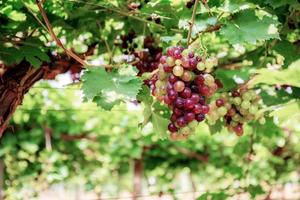 Grapes on tree in vineyard. photo