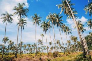 Palm tree in farm. photo