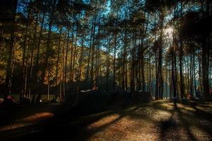 Pine tree with sunrise. photo