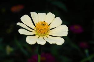 zinnias blooming in the garden. This flower has a very thin and stiff flower crown similar to a sheet of paper. Zinia consists of 20 species of plants photo