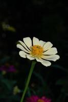 zinnias blooming in the garden. This flower has a very thin and stiff flower crown similar to a sheet of paper. Zinia consists of 20 species of plants photo