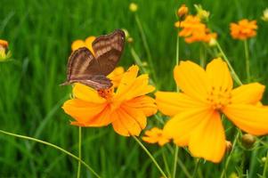 una mariposa posada en una flor. una mariposa que se alimenta del néctar de las flores. flores que florecen en el jardín foto