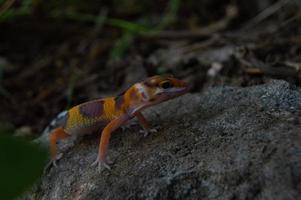 leopard gecko playing in the garden. orange leopard gecko. domesticated reptile. photo