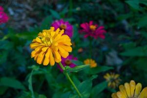 zinnias blooming in the garden. This flower has a very thin and stiff flower crown similar to a sheet of paper. Zinia consists of 20 species of plants photo