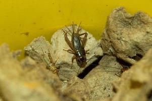 closeup of Gryllidae which has high protein photo