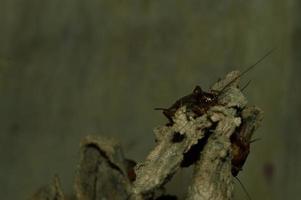 closeup of Gryllidae which has high protein photo