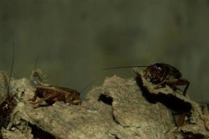 closeup of Gryllidae which has high protein photo