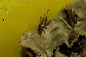 closeup of Gryllidae which has high protein photo