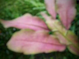 Defocused abstract background of pink leaf photo
