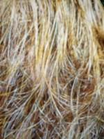 Defocused abstract background of hair brown photo