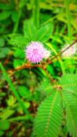 Defocused abstract background of pink flower photo