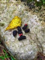 Creative layout background of mulberry fruit photo