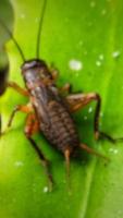 Defocused abstract background of cricket photo