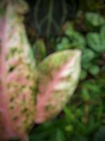 Defocused abstract background of pink leaf photo