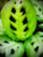 Defocused abstract background of green leaf photo