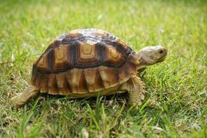 tortuga sobre la hierba verde, centrochelys sulcata foto