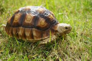 turtle on the green grass, centrochelys sulcata photo