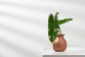 Philodendron burle-marxii in a brown vase. photo