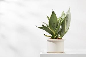 Sansevieria dwarf varieties in minimalist white ceramic pots. Dracaena Trifasciata Golden Hahnii photo