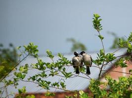foto del momento de dos pájaros besándose en la rama de un árbol