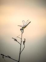 dragonflies stand on straight dry stems photo