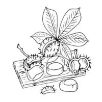 boceto dibujado a mano de la colección de frutos secos. garabato ilustración vectorial. juego de nueces. alimentos orgánicos saludables. diseño de envases de frutos secos. estilo grabado. color blanco y negro. vector